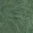8073-elm-green