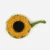 sonnenblume